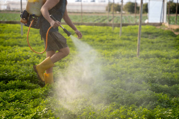 Best Local Pest Control Services  in Rancho Laveras, CA